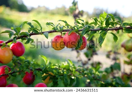 Similar – Image, Stock Photo mirabelle plums Food Fruit