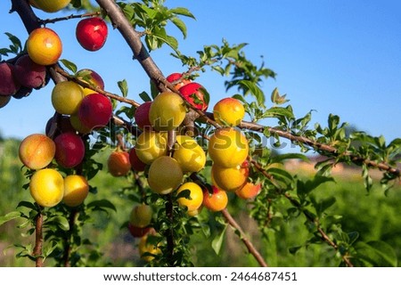 Similar – Image, Stock Photo mirabelle plums Food Fruit