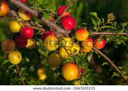 Similar – Image, Stock Photo mirabelle plums Food Fruit