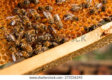 Busy bees, close up view of the working bees on honeycomb. Bees close up showing some animals with the queen bee in the middle and honeycomb structure.