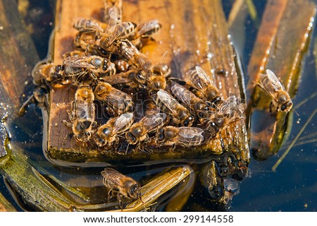 Busy bees, close up view of the working bees. Bees close up showing some animals drinking water.