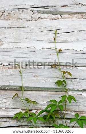 Foliage wild grapes on vintage wooden background with copy space. Green leaves of the wild grapes on wooden background. Wooden wall of the rustic old house.