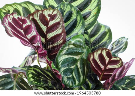 Similar – Image, Stock Photo Calathea makoyana leaf closeup