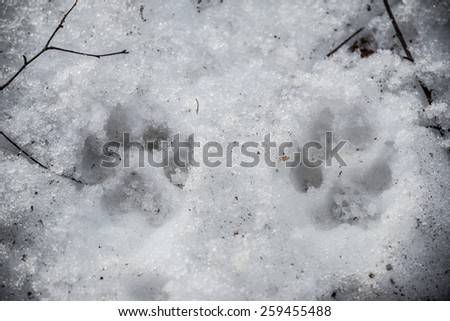 Traces of the dog\'s paws on the snow