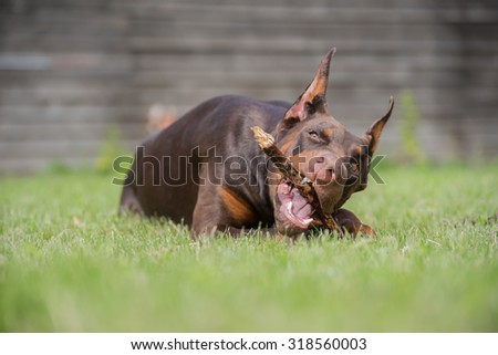 A dog gnaws at a stick