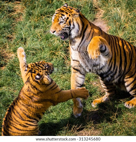 Tiger mom and cub playing and fighting together