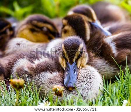 Cute duckling with siblings in the background looking at viewer.