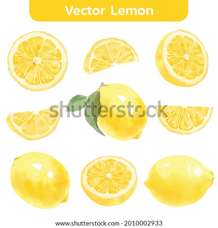 watercolor style of lemon fruit on white background. Vector illustration of lemon fruit