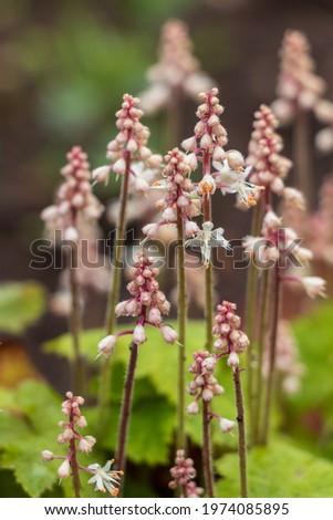 Similar – Foto Bild Pyrola minor, Kleines Wintergrün. Eine Blume mit runden weißen Blütenständen am Stängel. Weiße Blüte in Nahaufnahme im schattigen Wald an einem Sommertag.