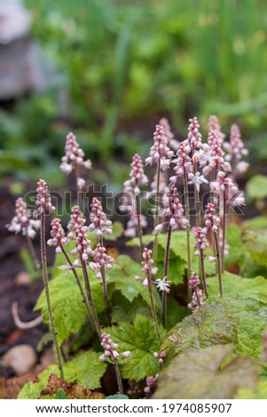 Similar – Foto Bild Pyrola minor, Kleines Wintergrün. Eine Blume mit runden weißen Blütenständen am Stängel. Weiße Blüte in Nahaufnahme im schattigen Wald an einem Sommertag.