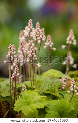 Similar – Foto Bild Pyrola minor, Kleines Wintergrün. Eine Blume mit runden weißen Blütenständen am Stängel. Weiße Blüte in Nahaufnahme im schattigen Wald an einem Sommertag.