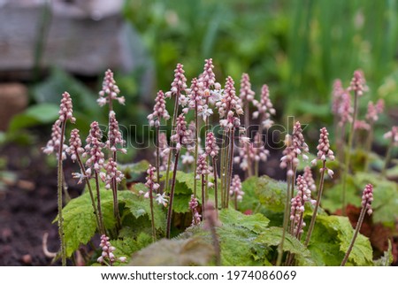 Foto Bild Pyrola minor, Kleines Wintergrün. Eine Blume mit runden weißen Blütenständen am Stängel. Weiße Blüte in Nahaufnahme im schattigen Wald an einem Sommertag.