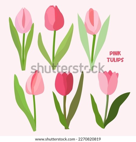 Set with tulips flowers. Spring plants. Pink, burgundy, green. For design of postcards, patterns, etc., notebooks.