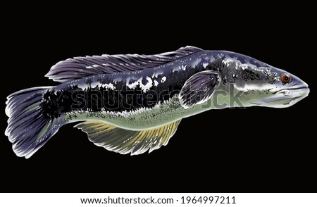 channa micropeltes,toman fish,giant snakehead,predator fish Imagine de stoc © 