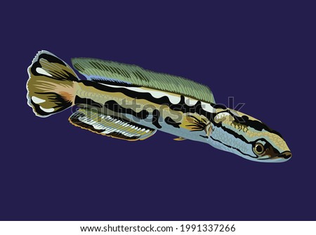 golden toman,channa micropeltes,giant snakehead,predator fish,agresive fish,vector Imagine de stoc © 