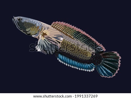 Limbata gambar ikan channa Channa Andrao