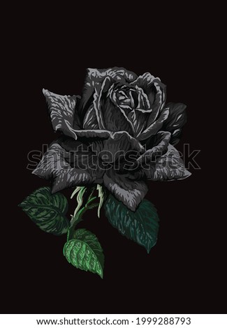 black rese flower, rare, exotic flower, blooming, full color, vector