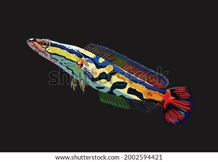 golden toman, exotic snakehead, predator fish, freshwater fish, vector Imagine de stoc © 
