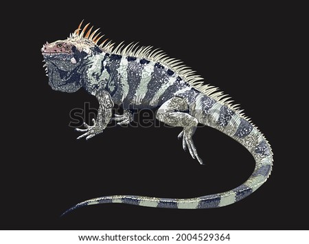 sounthen antilles iguana, rare, large, exotic iguana, reptilian, vector Foto d'archivio © 