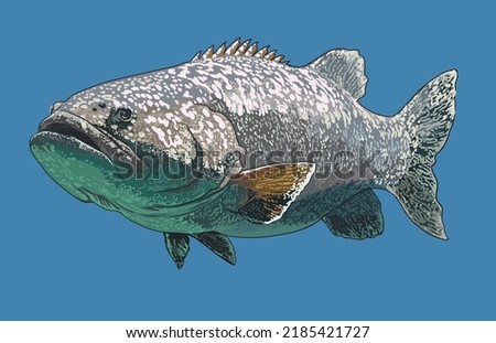 Drawing giant grouper,monster fish,art.illustration, vector