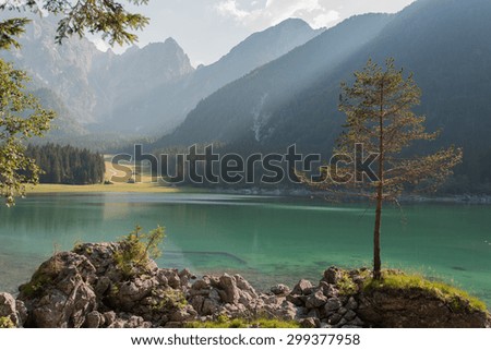 Tales of a tree on superior lake of Fusine - Friuli