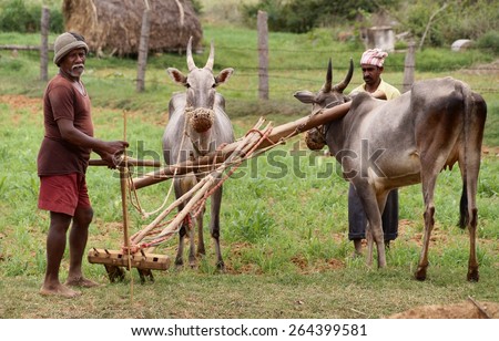 NEAR TIMKUR, KARNATAKA/INDIA - AUGUST 13, 2014: An Indian farmer plows his ground with a primitive plow and two typically Indian cows.