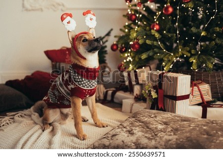 Similar – Image, Stock Photo dog photography animal