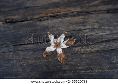 Similar – Image, Stock Photo Single dried wild flower on grey background