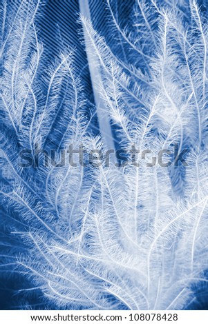 The pen feather background close up. Soft focus.