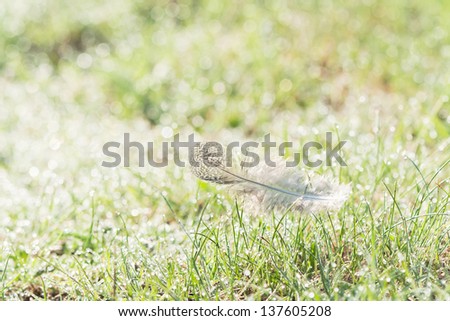 feather on a grass under hoar frost