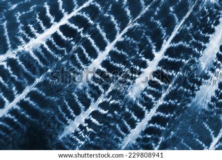 plumage background of eagle-owl closeup, x-ray effect