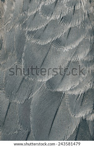 pen feather background close up