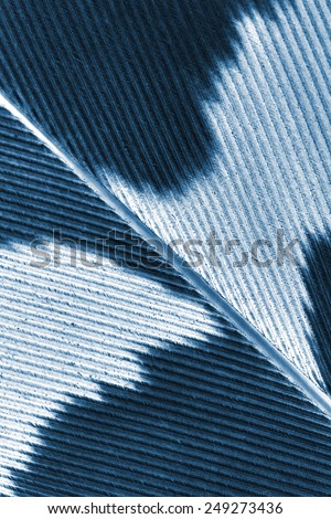 pen feather fragment close up, x-ray effect, concept - silhouette of bear and eagle