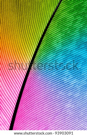 The multicolored pen feather background close up.