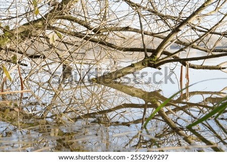 Similar – Image, Stock Photo flotsam Environment Water