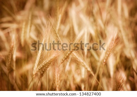 Golden ripe cereal ears grow on field, many plants ready to harvest, closeup on ears and blurred background, open air. Photo taken in Poland.