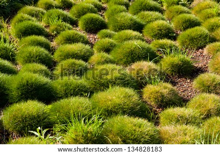 Spherical clump of grass in ornamental park in Poland, Warsaw. Flowerbed with many bunches of cut grass in modern arrangement in summertime. Horizontal image.