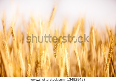 Golden cereal ears grow on field, many ripe plants ready to harvest, close-up and blurred, open air. Photo taken in Poland.