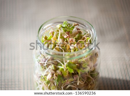Mix of cereal sprouts growing in glass jar, domestic horticulture of healthy plants and grains, detail of jar in horizontal orientation, nobody.