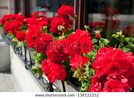 Bunches of vibrant red Pelargonium flowering on windowsill in Warsaw city, summertime in Poland. Beautiful ornamental red blooming plant very popular in Europe as homes and outdoors decorative flower.