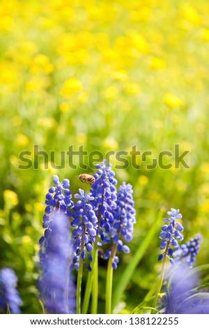 Bee worker flying above blue Muscari Mill flower, bluebell blooming in garden in Poland.