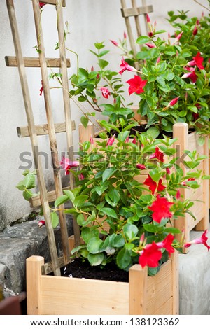 Red flowers of Mandevilla sanderi or Dipladenia sanderi called Brazilian jasmine, plant growing in wooden box with flower support on wall.