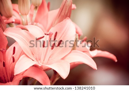 Flowering Lilium or Lily plant textured and sepia toned image, detail of flower blooming on blurred background and dark vignette. Ornamental plant with large flowerheads, photo taken in Poland.