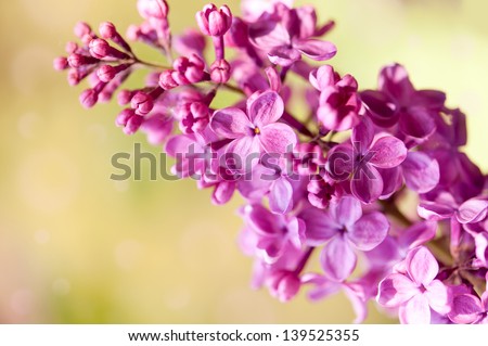 Purple Syringa vulgaris or lilac flowers zoom on blurred background, flowerets in sunlight zoom.