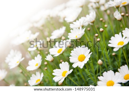 White chamomiles healthy herb, decorative flowers in garden.
