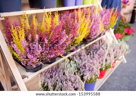 Shop shelves with blooming heather flowers. Calluna vulgaris called heath or ling grow in colored flowerpots in entrance to shop, sunny autumn day, photo taken in Warsaw, Poland.
