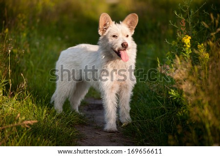 Single small white stray dog in meadow, lonely and homeless dog watching with opened snout and tongue out, portrait in natural scenery, animal photo taken in Poland, open air, summertime. Horizontal