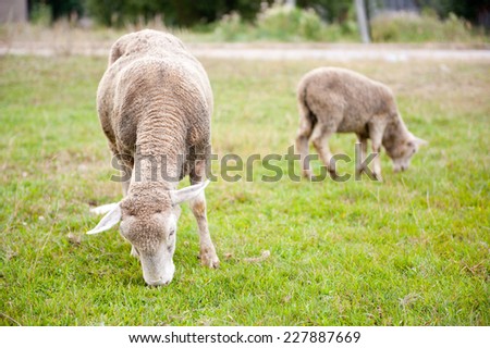 Two sheeps eating grass, ewe with lamb grazing in Poland. Mother with child pasture at free range, eating fresh green grass. Horizontal orientation.
