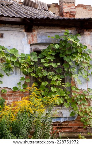 Abandoned old house window in Poland, Odrzywol town, creeper plants grow on wall and goldenrods in home exterior, damaged roof and broken wall of red bricks architecture detail.