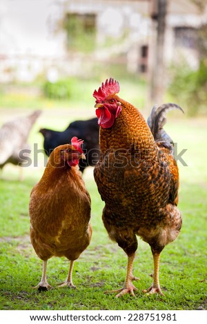 Hen and cock, two young Rhode Island Red chickens couple posing, birds walking in fresh grass at free range yard, red comb on head. Summertime, horizontal orientation, photo taken in Poland.